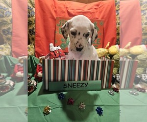 Dalmatian Puppy for sale in FRANKLIN, KY, USA