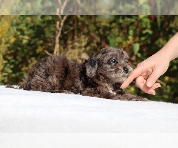 Medium Photo #61 ShihPoo Puppy For Sale in DYERSBURG, TN, USA