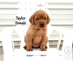 Puppy Taylor Labrador Retriever
