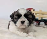 Small Photo #41 Shih Tzu Puppy For Sale in GOSHEN, IN, USA