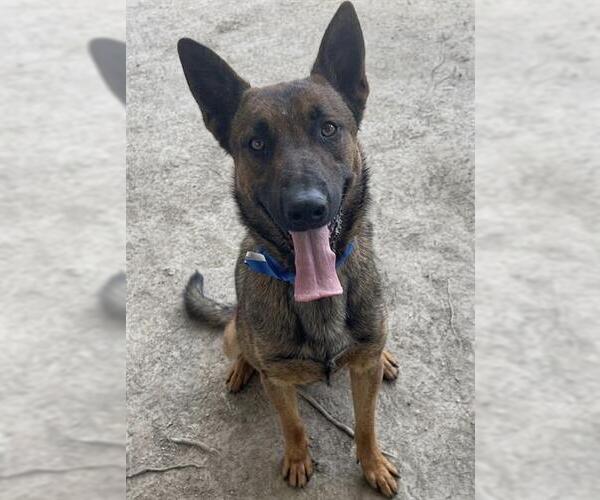 Medium Photo #2 Mutt Puppy For Sale in Riverside, CA, USA