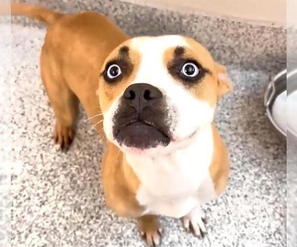 Medium Photo #3 Boxer-Unknown Mix Puppy For Sale in Houston, TX, USA