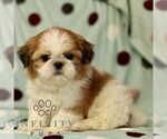 Small #2 Shih Tzu