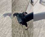 Small #1 Mutt