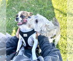 Small Photo #2 Pug-Unknown Mix Puppy For Sale in Estherville, IA, USA