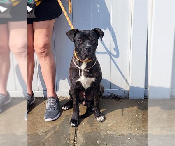 Medium Photo #1 Boxer-Unknown Mix Puppy For Sale in Louisville, KY, USA