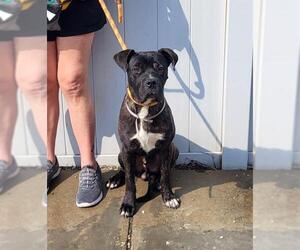 Medium Boxer Mix