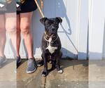 Small Boxer Mix