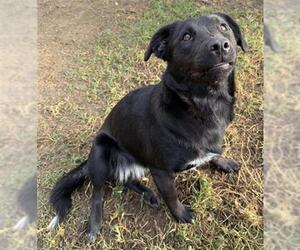 Labrador Retriever-Unknown Mix Dogs for adoption in Riverside, CA, USA