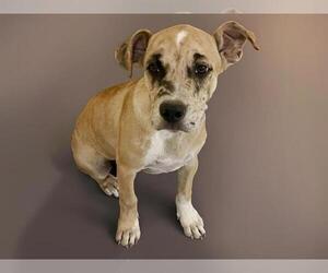 Catahoula Leopard Dog-Unknown Mix Dogs for adoption in Tulsa, OK, USA