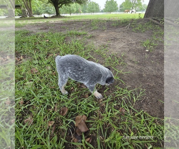 Medium Photo #19 Australian Cattle Dog Puppy For Sale in LAURINBURG, NC, USA