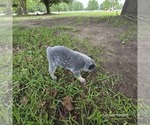 Small #1 Australian Cattle Dog