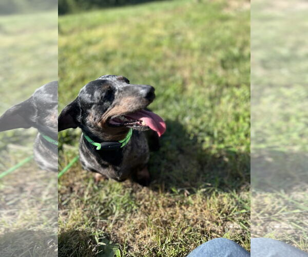 Medium Photo #2 Dachshund Puppy For Sale in York, SC, USA