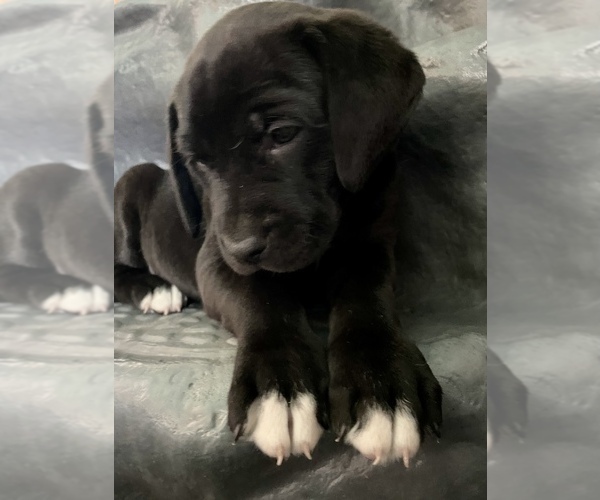 Medium Photo #10 American Bandogge mastiff Puppy For Sale in FORT GARLAND, CO, USA