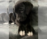 Small Photo #10 American Bandogge mastiff Puppy For Sale in FORT GARLAND, CO, USA