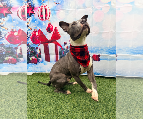 Medium Photo #8 Staffordshire Bull Terrier Puppy For Sale in Pompano Beach , FL, USA