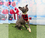 Small #7 Staffordshire Bull Terrier