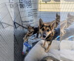 Small #8 German Shepherd Dog-Huskies  Mix