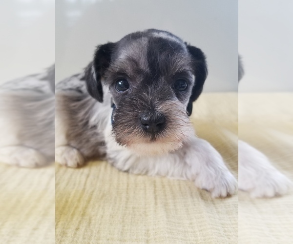 Medium Photo #2 Schnauzer (Miniature) Puppy For Sale in CANBY, OR, USA
