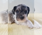 Small Photo #2 Schnauzer (Miniature) Puppy For Sale in CANBY, OR, USA