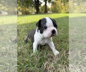 Boston Terrier Puppy for sale in GARFIELD, AR, USA