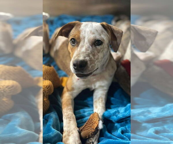 Medium Photo #1 Mutt Puppy For Sale in Foristell, MO, USA