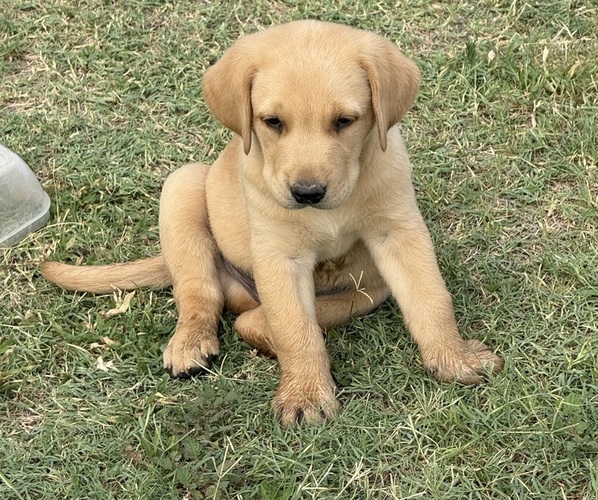 Medium Photo #5 Labrador Retriever Puppy For Sale in WADDELL, AZ, USA