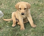 Small #4 Labrador Retriever