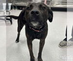 Small Labrador Retriever Mix