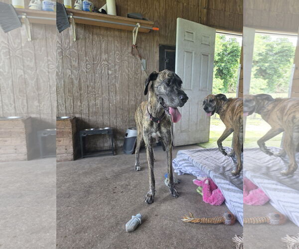Medium Photo #2 Great Dane Puppy For Sale in Palm Beach, FL, USA