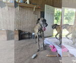 Small #1 Great Dane