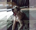 Small #1 Great Dane