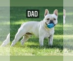 Small Photo #3 French Bulldog Puppy For Sale in CENTERVILLE, UT, USA