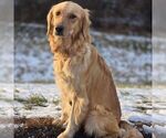 Small Photo #1 Golden Retriever Puppy For Sale in NEWPORT, PA, USA