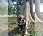 Small #4 French Bulldog