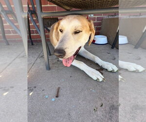 Aslan - Male Great Dane-Unknown Mix Dog for Adoption - Photo #4