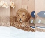 Small Photo #2 Goldendoodle-Poodle (Miniature) Mix Puppy For Sale in ITASCA, TX, USA