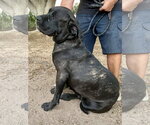 Small #2 Mastiff