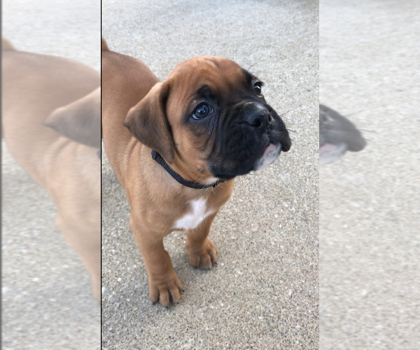Medium Photo #2 Boxer Puppy For Sale in APPLE CREEK, OH, USA