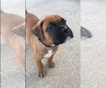 Small #1 Boxer