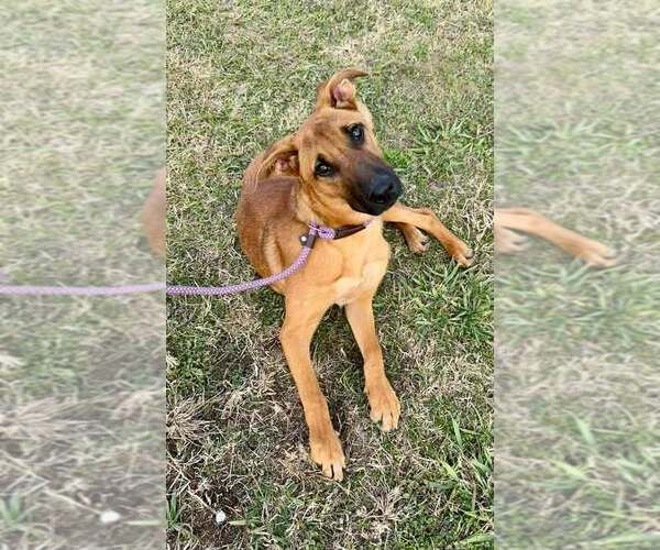Medium Photo #4 Black Mouth Cur-Unknown Mix Puppy For Sale in Abbeville, LA, USA