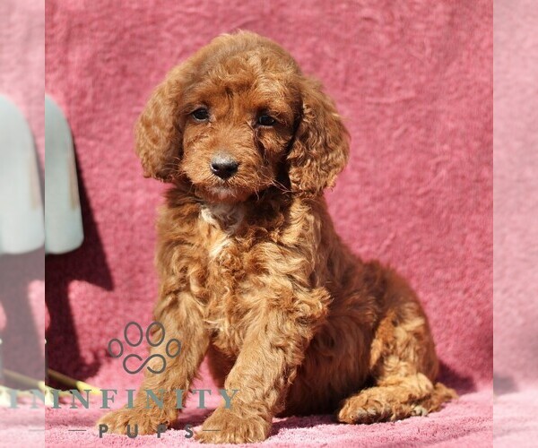 Medium Photo #4 Goldendoodle (Miniature) Puppy For Sale in EPHRATA, PA, USA