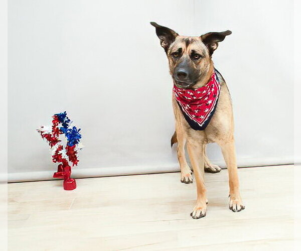 Medium Photo #1 German Shepherd Dog Puppy For Sale in Sanford, FL, USA