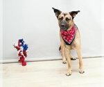 SHADOW - Male German Shepherd Dog Dog for Adoption - Small photo