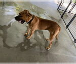 Small #9 American Pit Bull Terrier-Labrador Retriever Mix