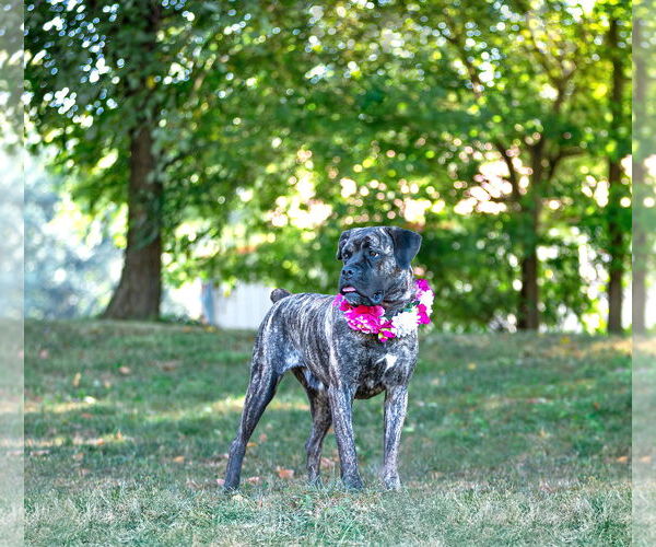 Medium Photo #7 Boxer-Unknown Mix Puppy For Sale in Unionville, PA, USA