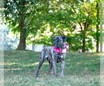 Small #6 Boxer Mix
