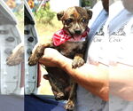 Small #1 Boston Terrier Mix