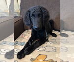 Small #3 Goldendoodle