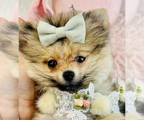 Medium Photo #22 Pomeranian Puppy For Sale in PEMBROKE PINES, FL, USA